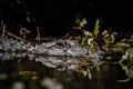 Gator