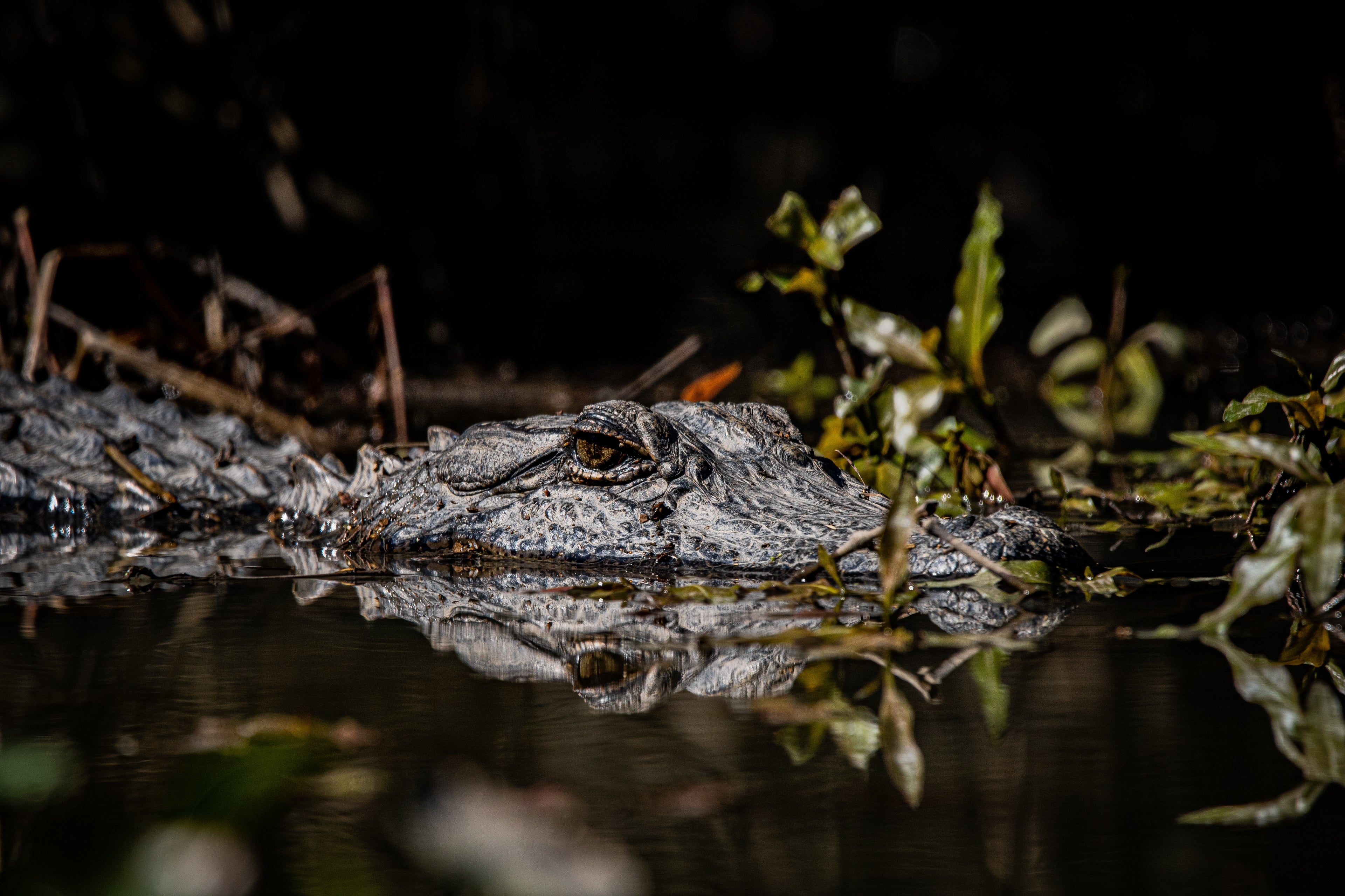 Gator